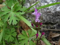 henbit, for salad or cooked green